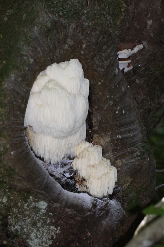 Ritrovamenti del 2.11.2010.bosco Faggio Castagno